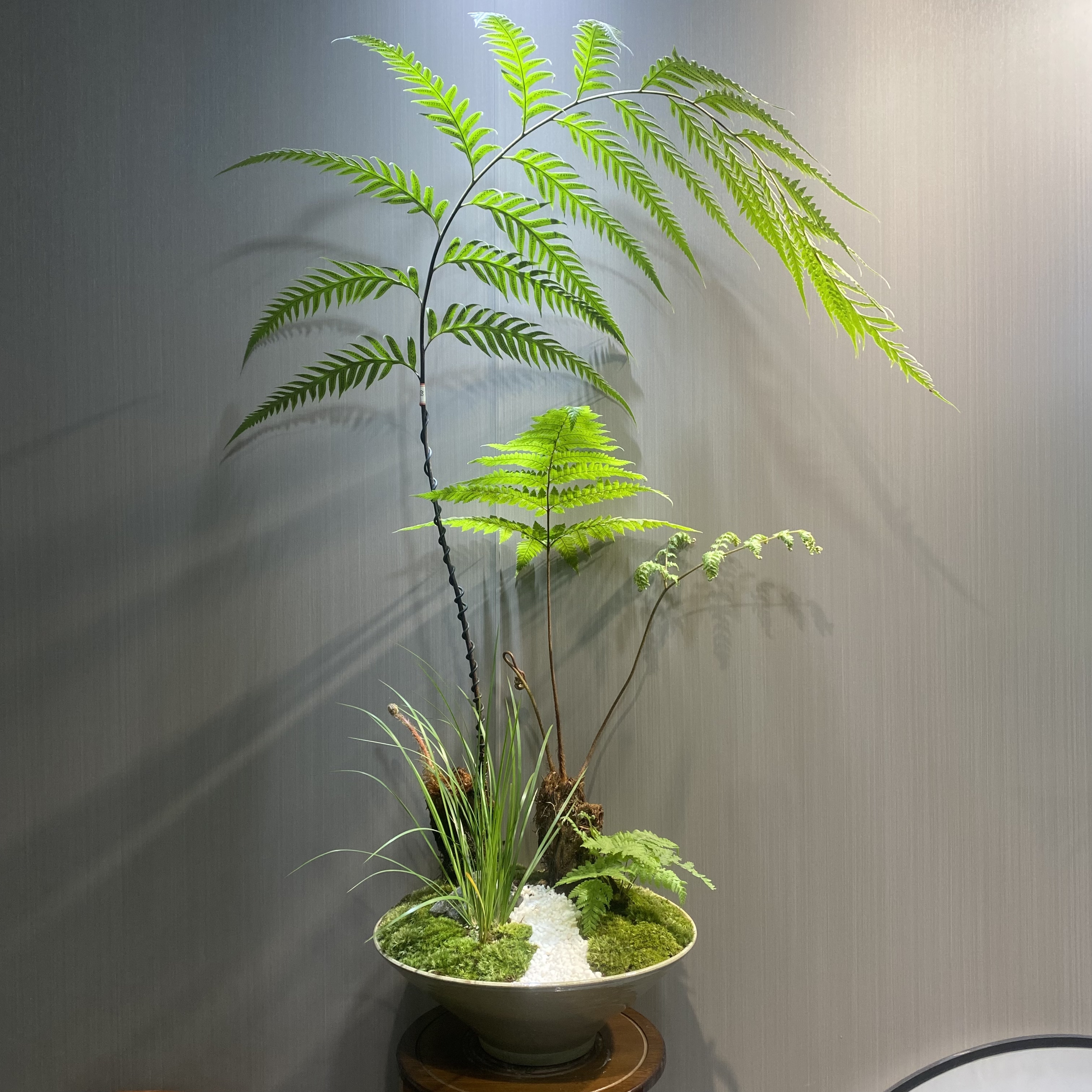 【禾时】凤尾蕨蕨喜阴喜水耐热耐旱好养易活植物盆景盆栽