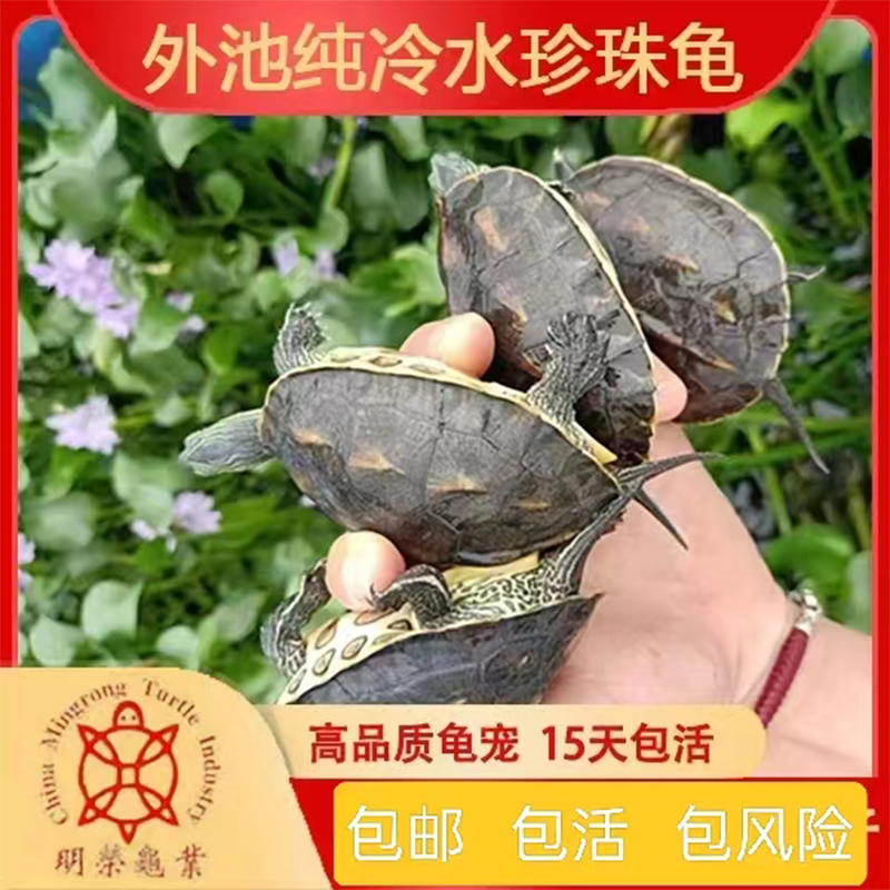 外塘冷水 珍珠龟 花龟 六线草龟 招财龟宠物龟