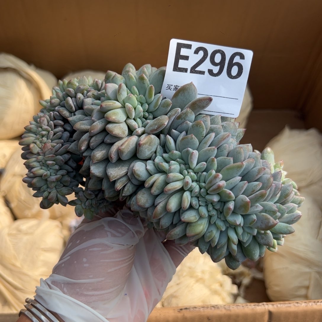 星影盘龙缀呀呀呀