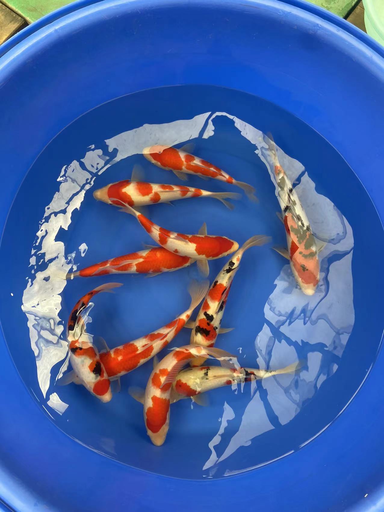 观赏鱼锦鲤鱼金鱼活鱼冷水鱼风水鱼  包活不包邮