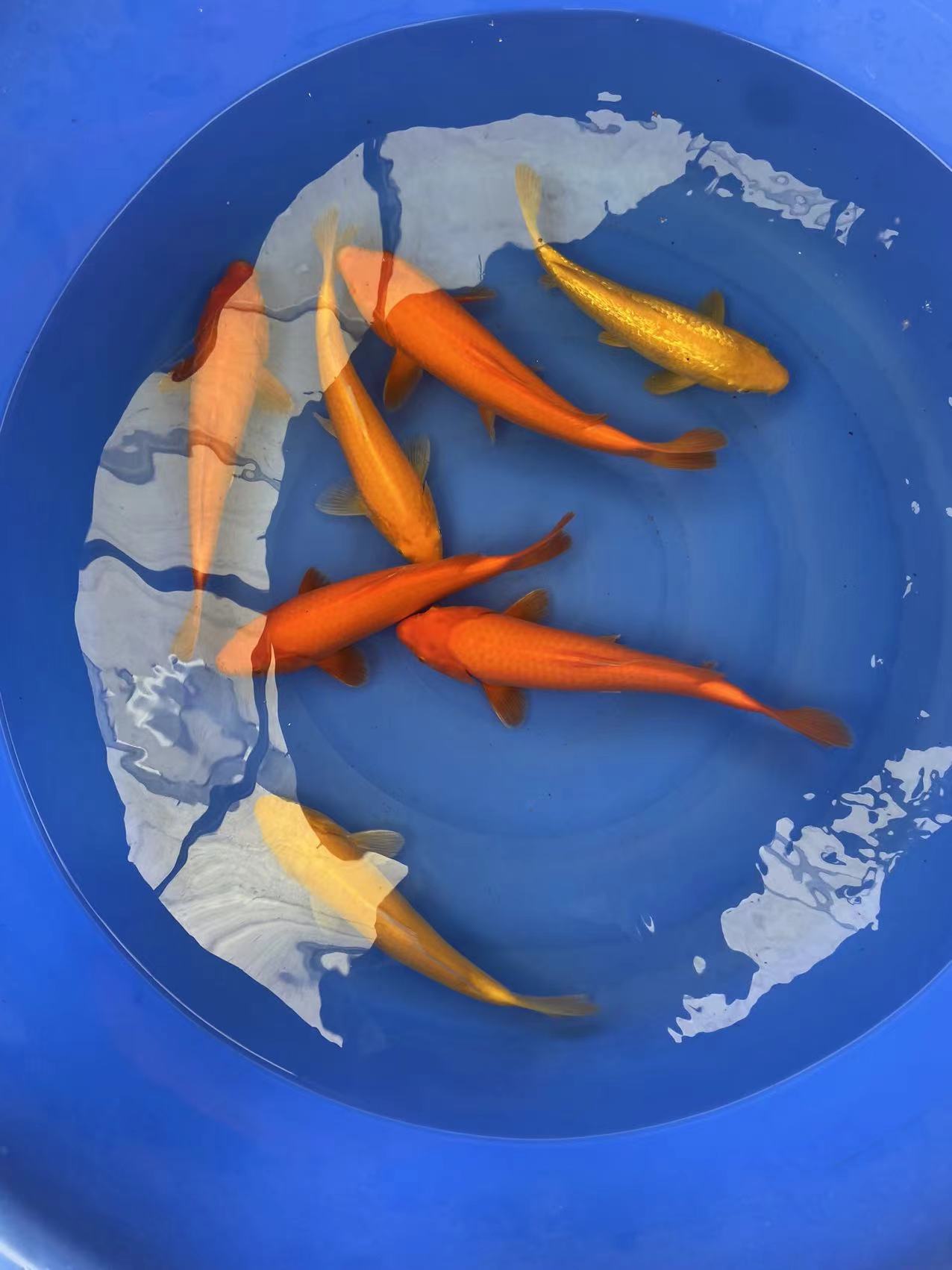 观赏鱼锦鲤鱼金鱼活鱼冷水鱼风水鱼  包活不包邮