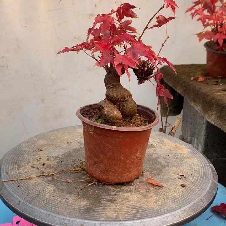 小叶红芽幻彩唐枫阳台茶台小品枫树
