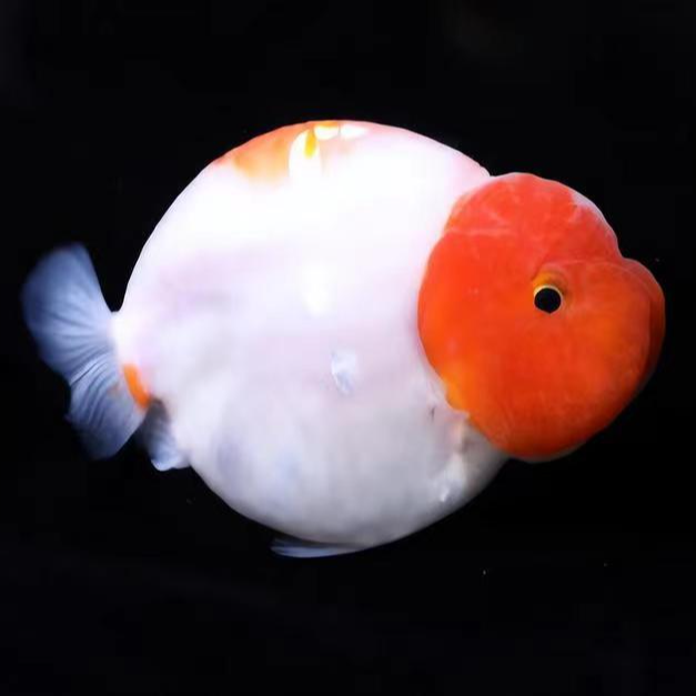 精品兰寿活体金鱼（以直播为主）