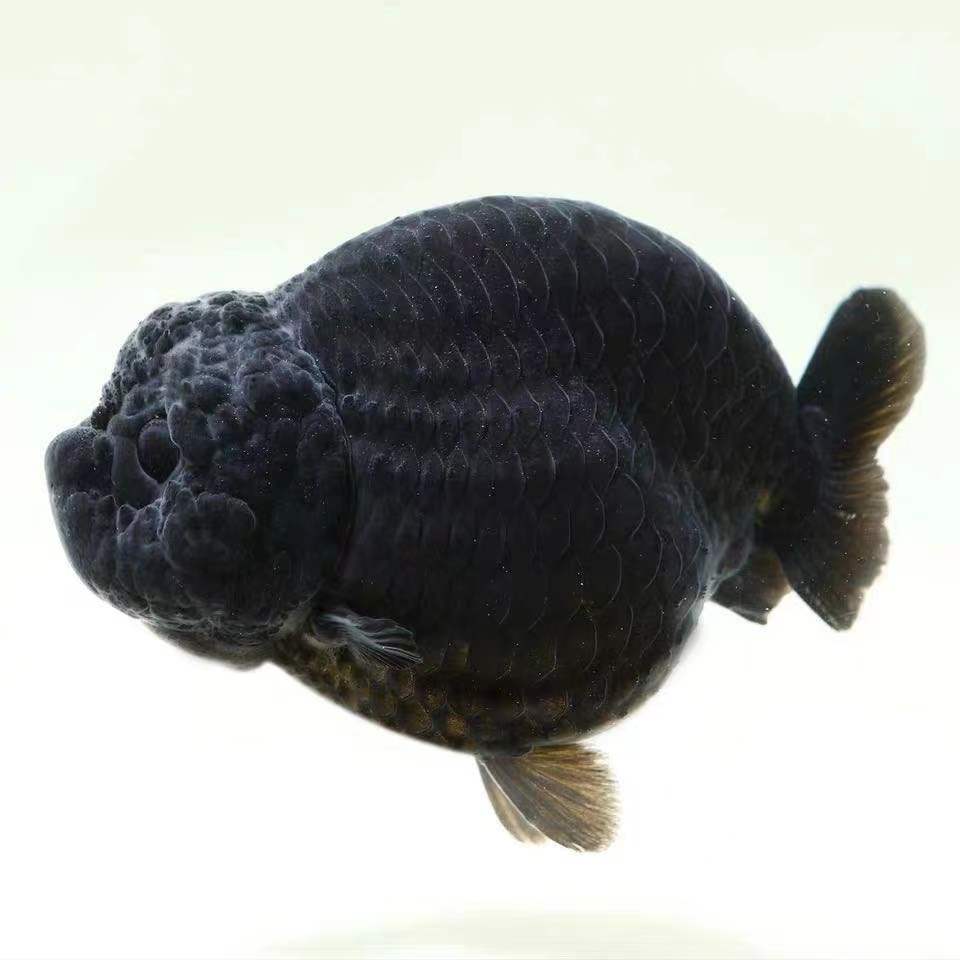 精品兰寿金鱼（以直播为准）