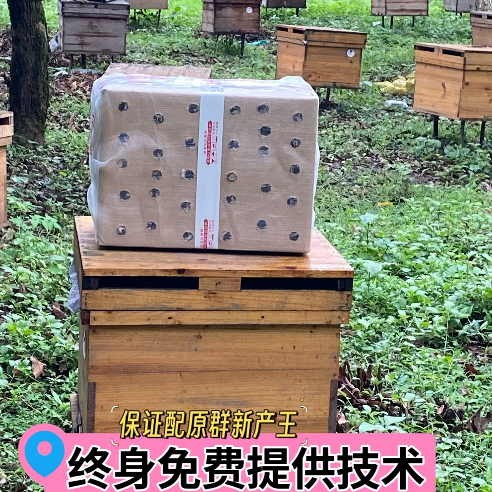 中蜂 蜂群 无王群 合群补弱群专用