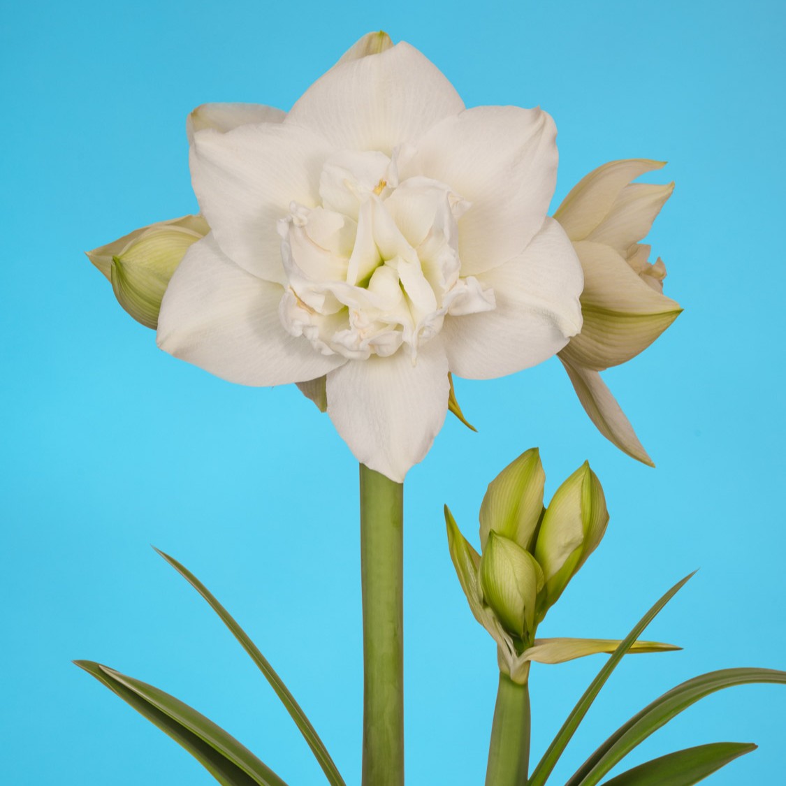 进口秘鲁朱顶红种球白色交响曲多年生易爆花盆栽地栽粉色带花箭