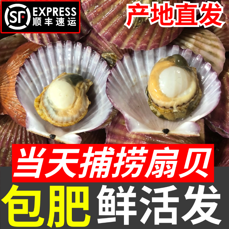 鲜活发货扇贝小红贝12只左右一斤港湾贝顺丰包邮【活发保鲜不保活】