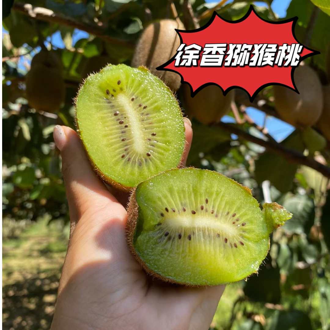 陕西眉县 新鲜徐香猕猴桃 现摘现发 皮薄肉厚 甜蜜多汁