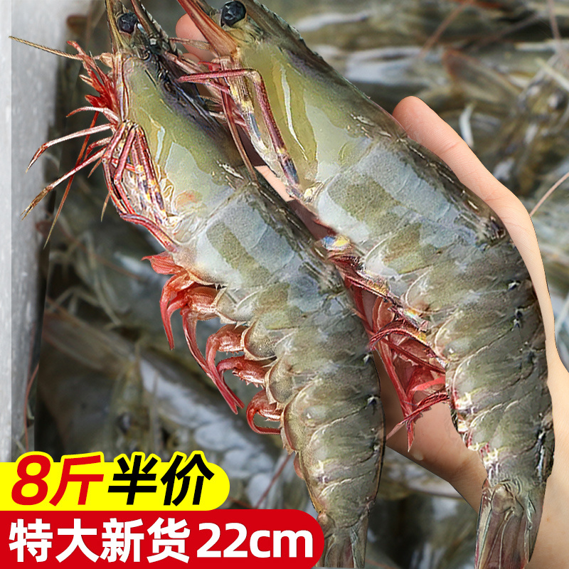 【超大】青岛大虾鲜活新鲜特大青虾海虾冻虾白虾基围虾一箱整速冻