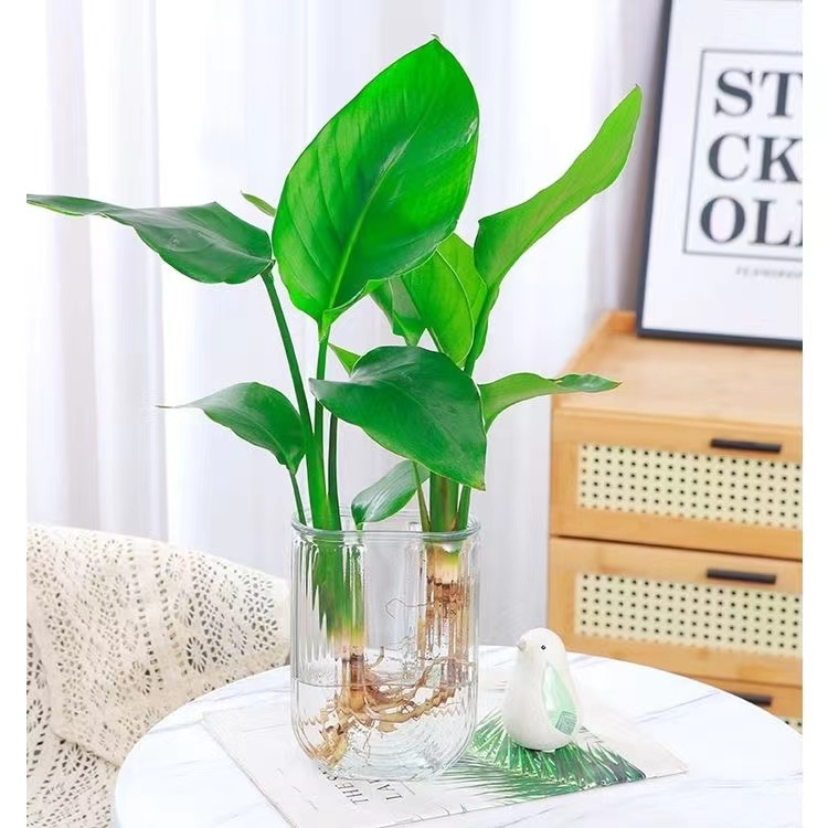 U型玻璃瓶天堂鸟办公室水培绿植室内植物花卉桌面观叶好养易活