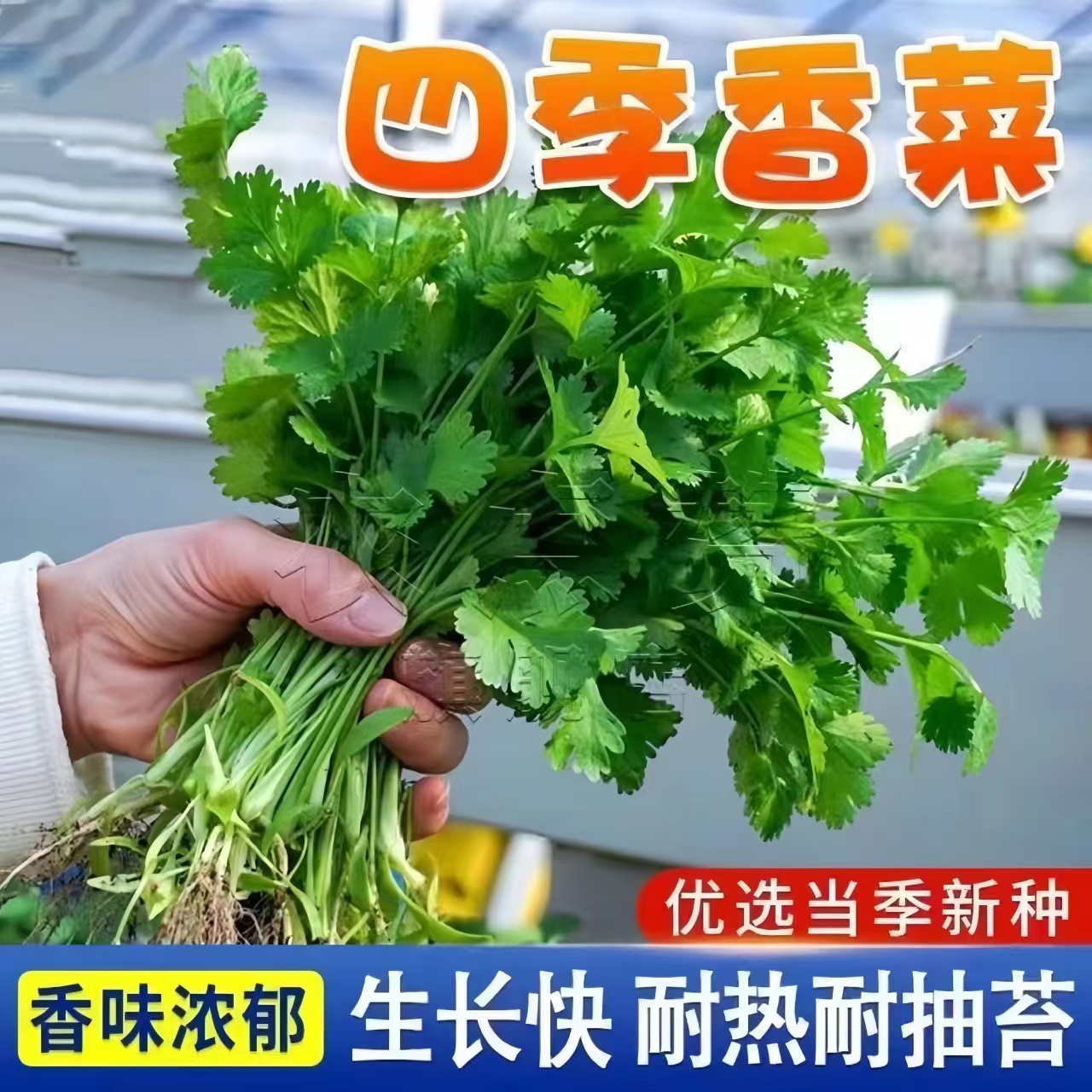 四季香菜种子大叶芫荽阳台室内花卉盆栽庭院香菜春季蔬菜种子大全