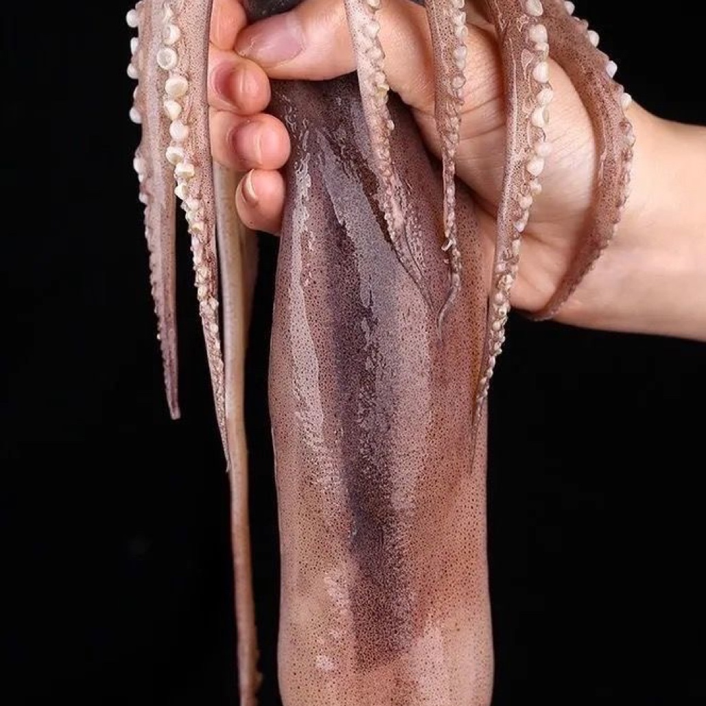 连云港批发新鲜速冻大鱿鱼发货5斤冷冻发货海鲜冷冻生鲜麻辣烧烤