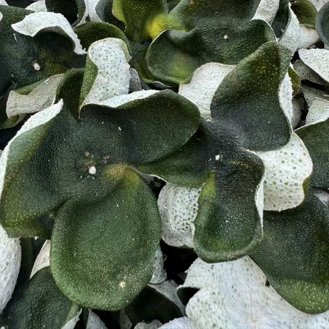 2025正宗新会东甲  原枝 大青皮  纯生晒 花香 果香  口感醇厚