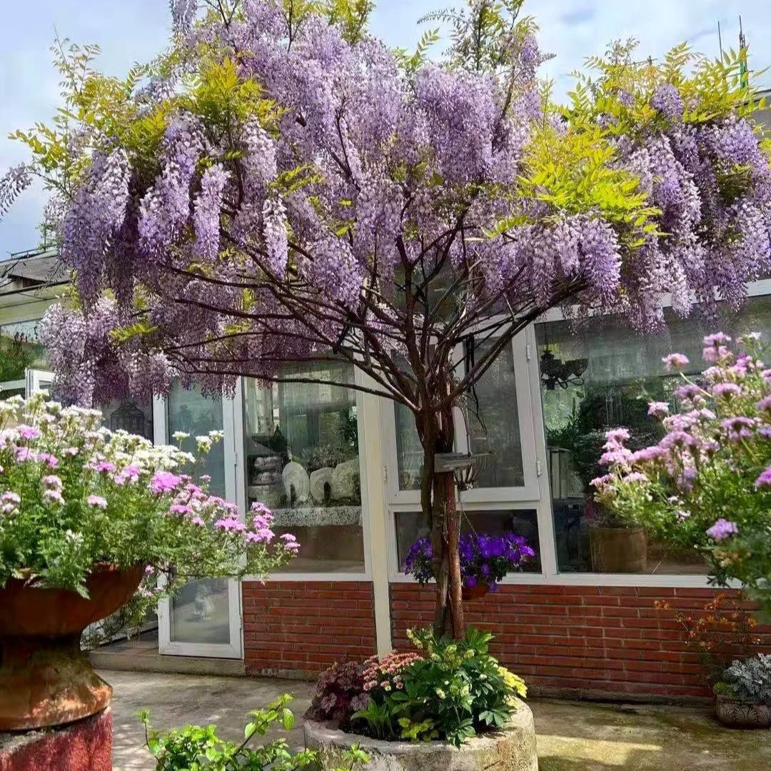 紫藤花爬藤植物紫藤树苗
