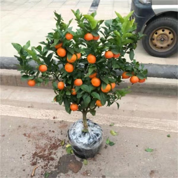 砂糖橘子树苗金桔苗桔子苗脐橙盆栽地栽柑橘无核蜜橘树苗当年结果