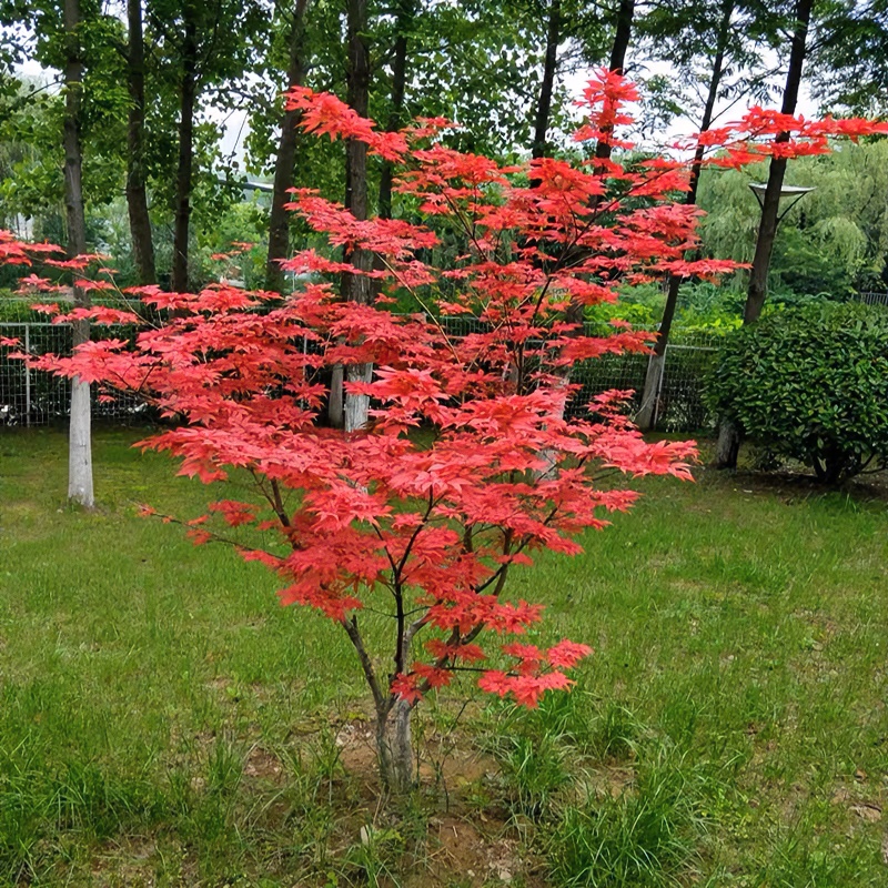 春秋季庭院植物必备日本红舞姬 三季红 羽毛枫红色美观春季夏季