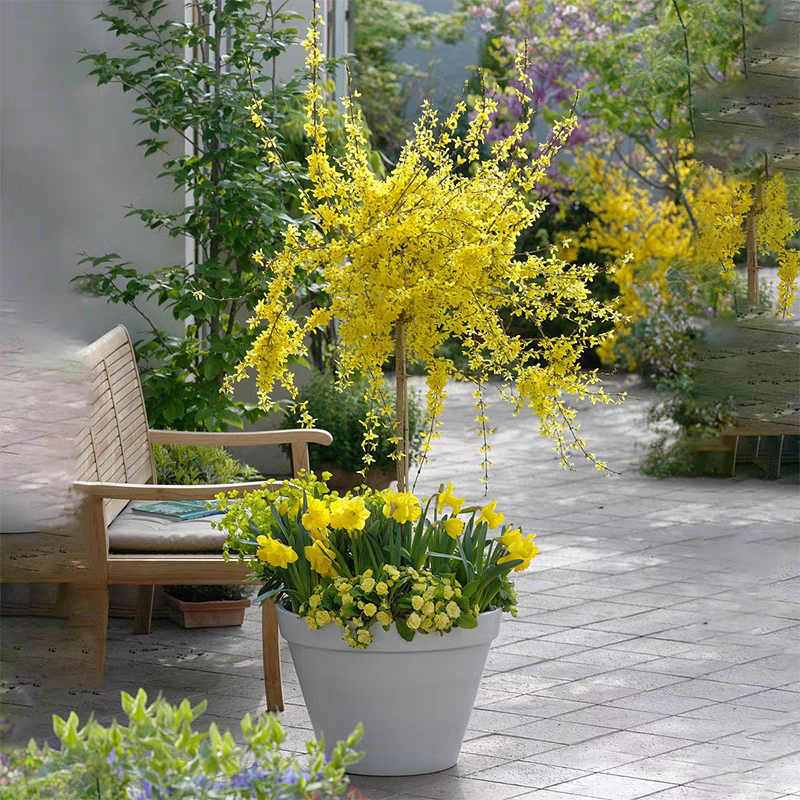 一物一拍连翘树苗迎春花苗庭院花园耐寒耐热多年生花卉绿植