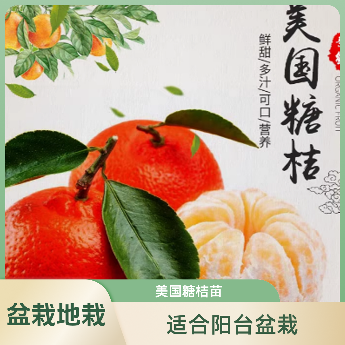 美国糖桔苗庭院地栽橘子树大树阳台盆栽原生红桔果树苗当年结果苗