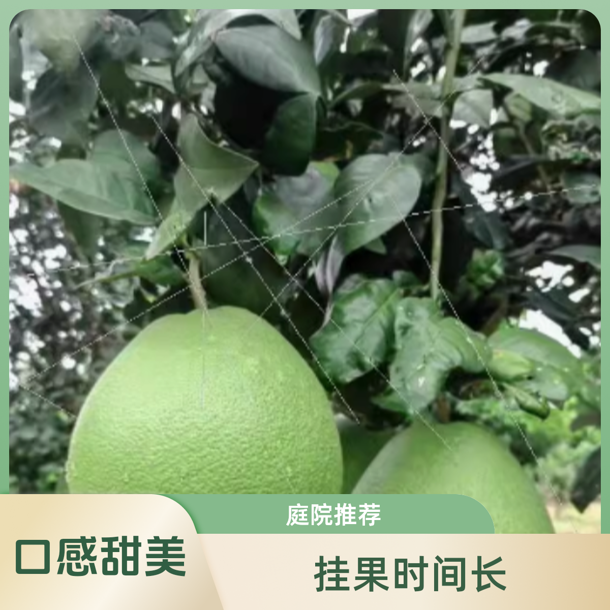 正宗泰国红宝石青柚苗嫁接红心柚子树苗新品种越南青柚苗原盆原土