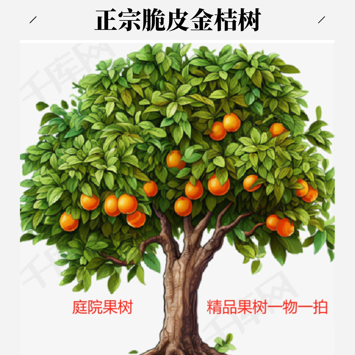 正宗脆皮金桔树庭院家庭树苗橘子苗容器脆蜜金桔果苗地栽四季常青
