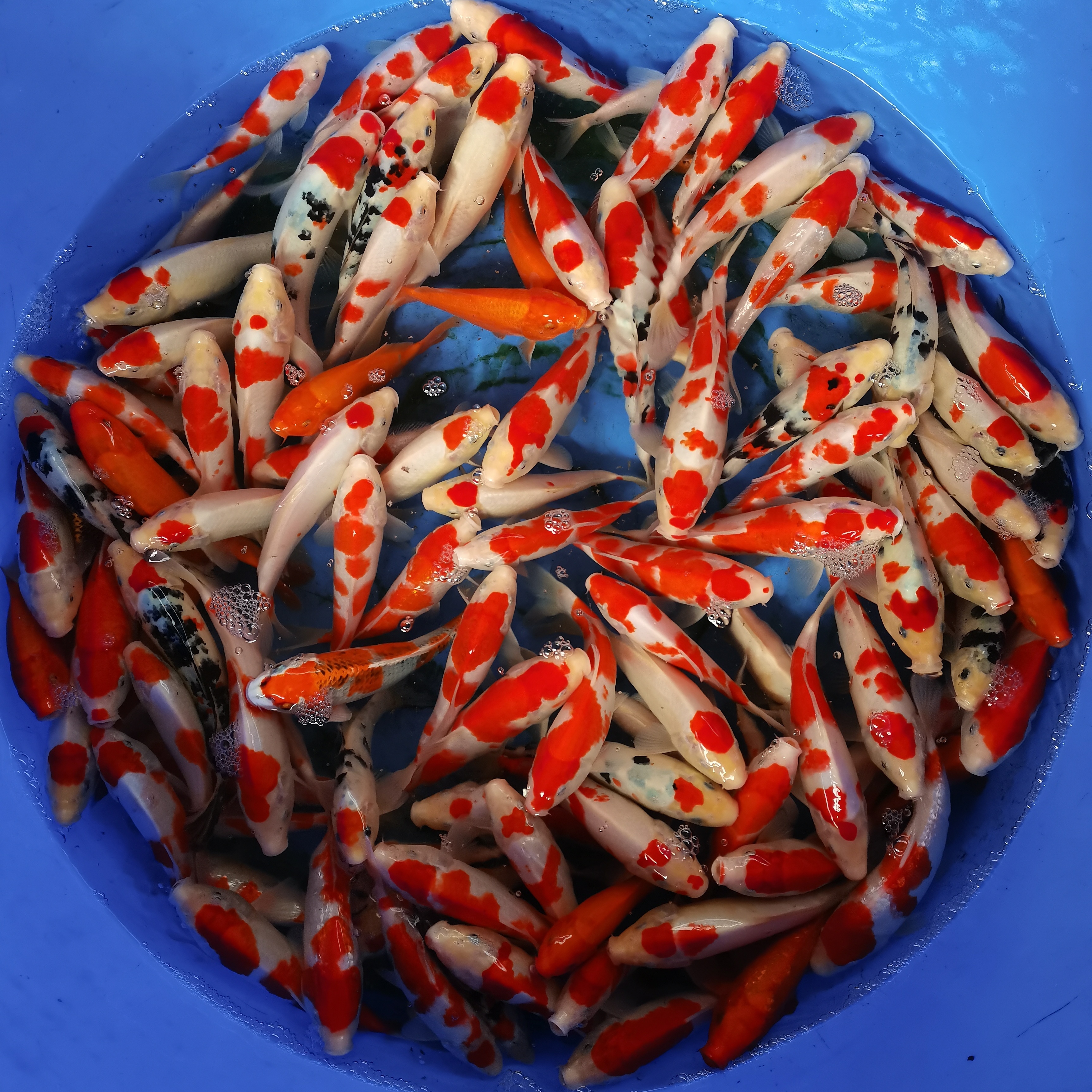 冷水活体锦鲤观赏鱼红白大正锦鲤血统锦鲤