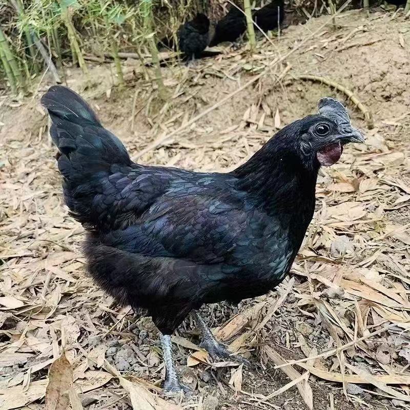 精品五黑乌骨鸡炖汤