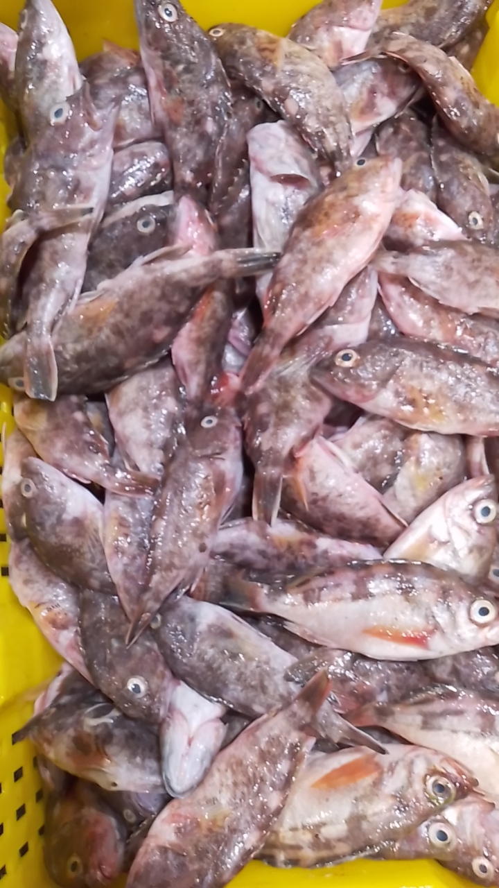 海捕石九公，石翁鱼