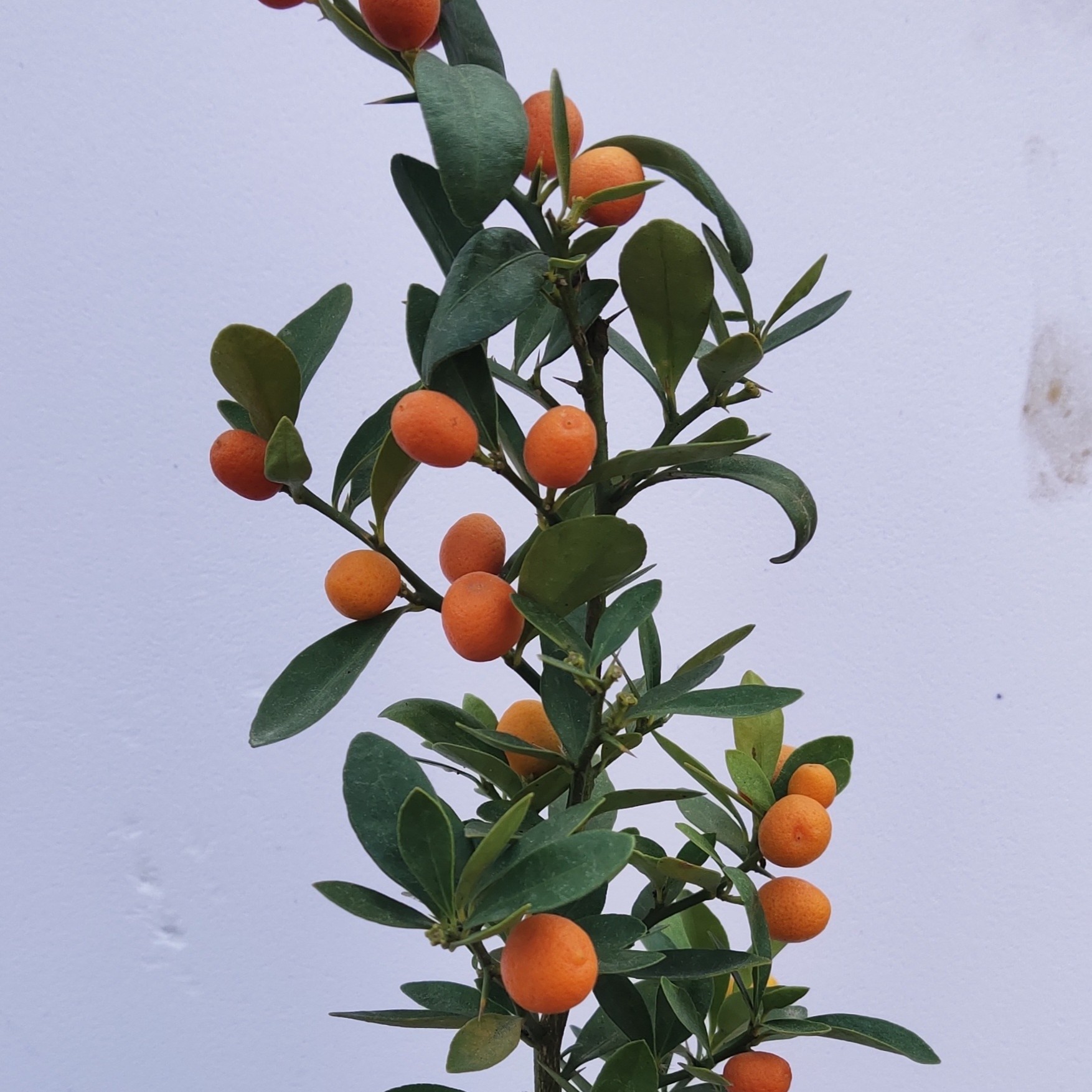 （白玉花卉盆栽  一物一拍）福建同安凤巢大果豆植物白色春季栽培