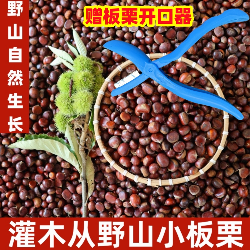 顺丰包邮赠开口器2025新鲜生板栗小毛栗毛栗子小板栗小板栗