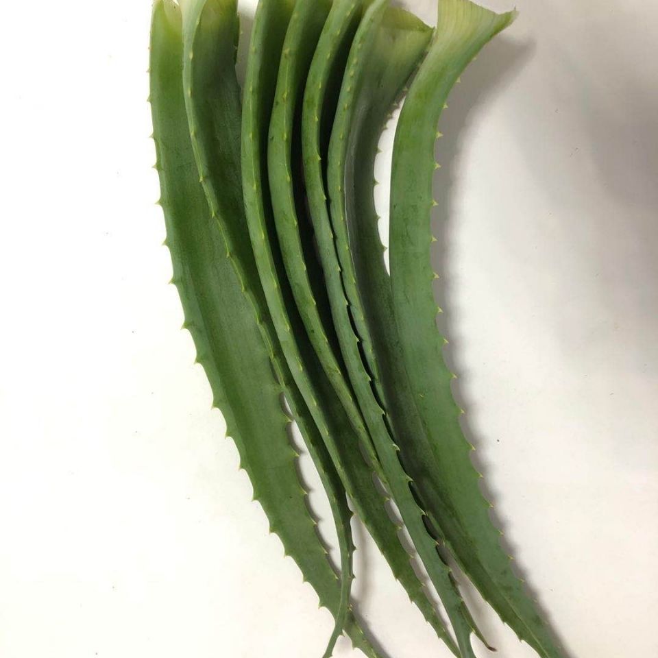 木立芦荟龙爪菊芦荟 芦荟 盆栽芦荟芦荟叶片花卉