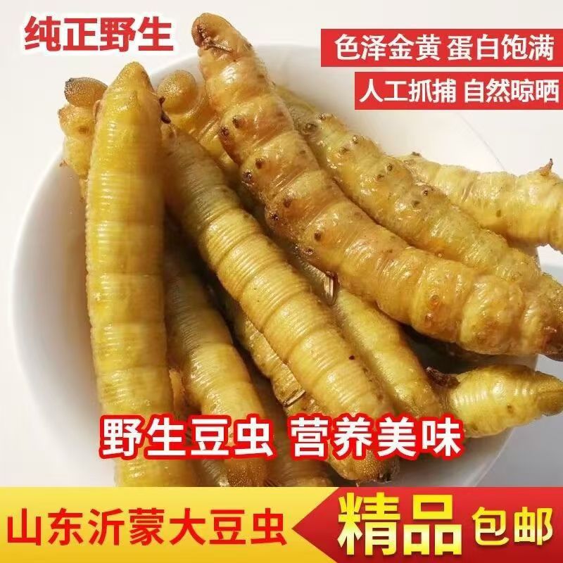  新鲜山东大豆虫豆丹豆虫食用高蛋白食用昆虫活体速冻顺丰包邮