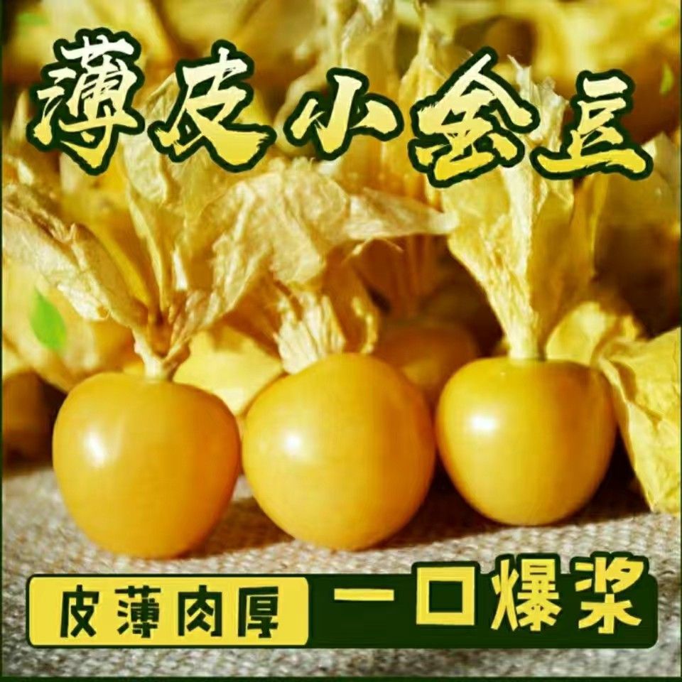 小菇娘果小金豆菇娘果灯笼果黄洋姑娘超香甜东北特产新鲜水果