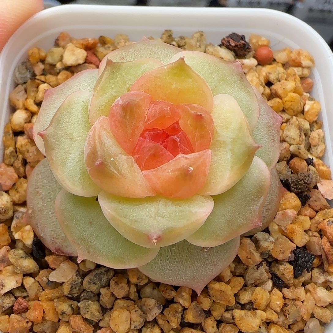 【满39包邮非偏远】054