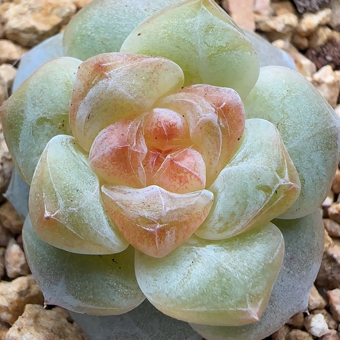 【满39包邮非偏远】915