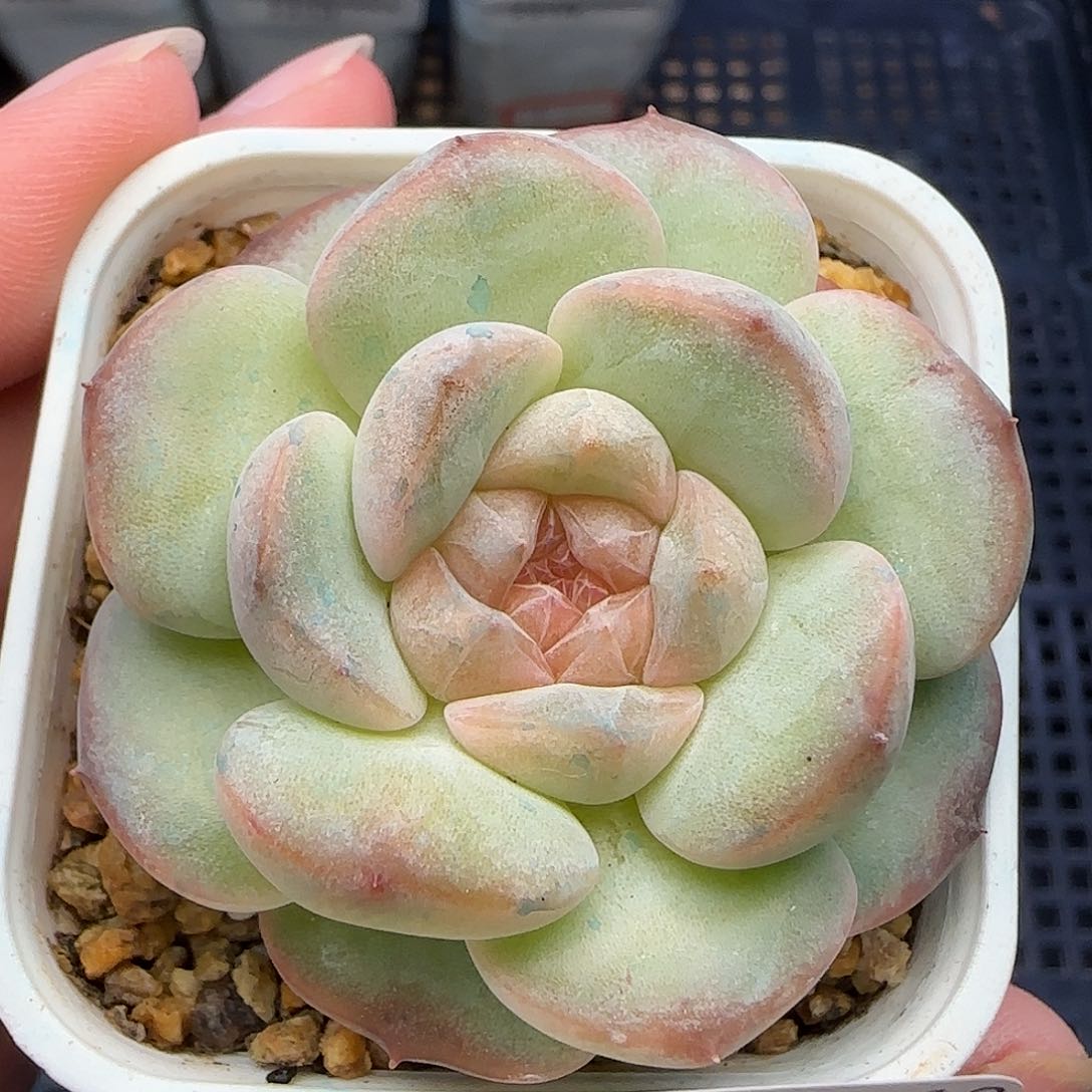 【满39包邮非偏远】优选079