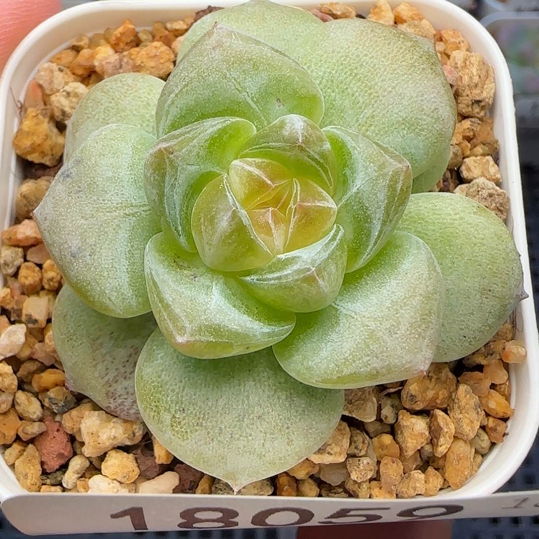 【满39包邮非偏远】059