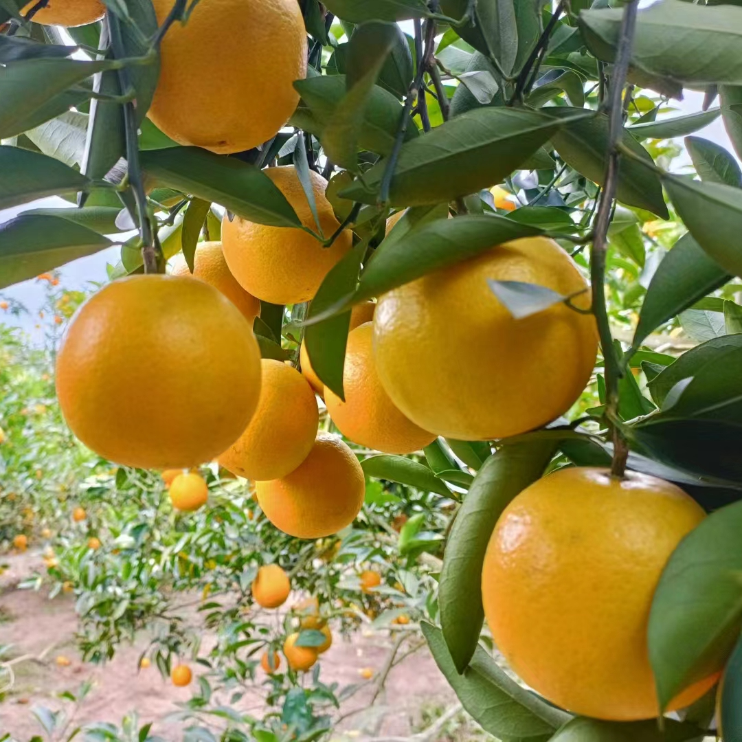 正宗农家种植纯天然产地直供廉江红橙红江橙当季青平特级橙子10斤