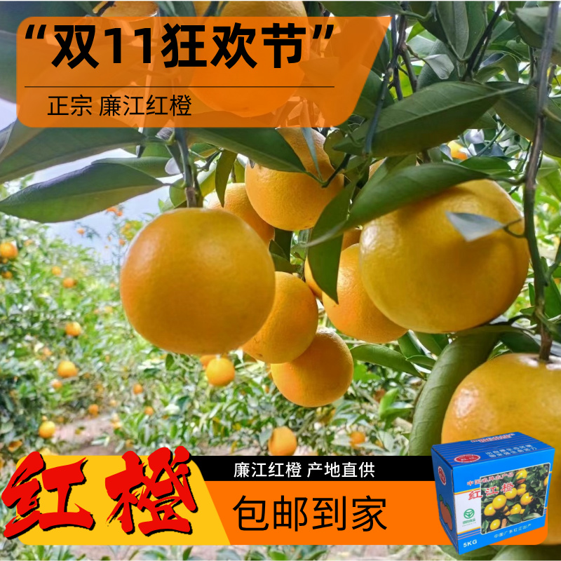 正宗农家种植纯天然产地直供廉江红橙红江橙当季青平橙子5斤包邮