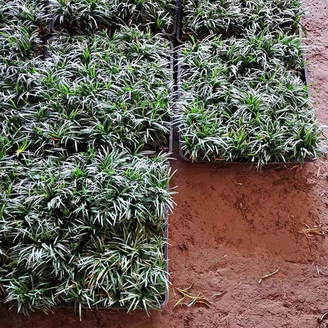 玉龙草矮麦冬穴盘苗四季常绿草坪耐寒耐旱多年生庭院绿化宿根地被