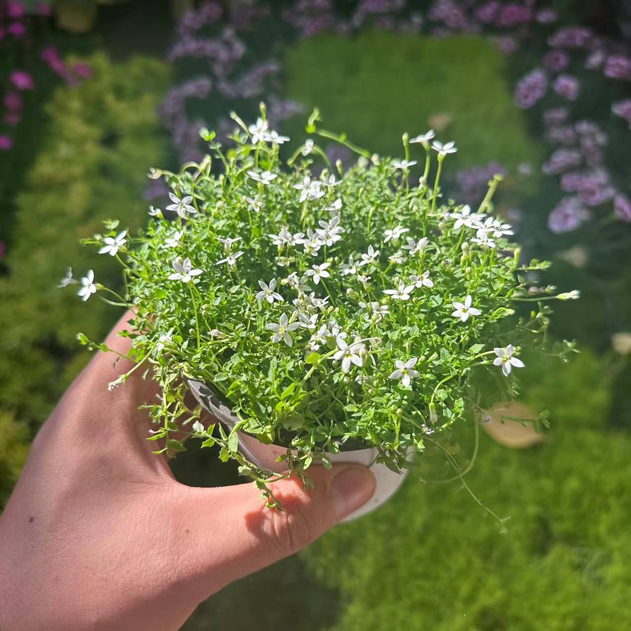 新西兰半边莲多年生四季常绿草坪耐寒耐旱庭院盆栽绿化宿根易成活