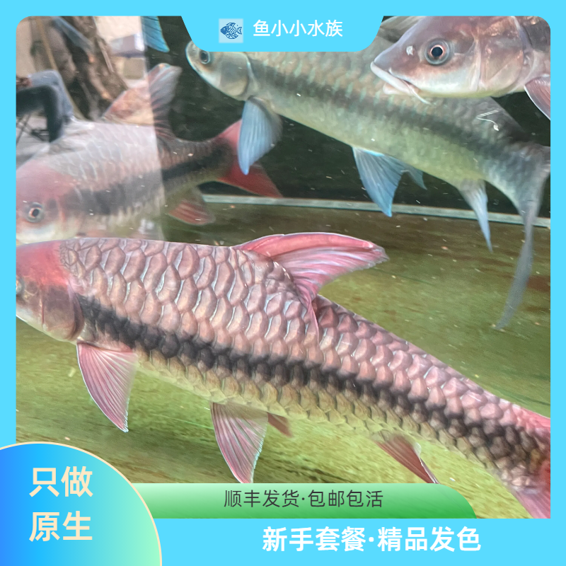 竞拍专用吉罗鱼（需要有开箱视频才包售后）