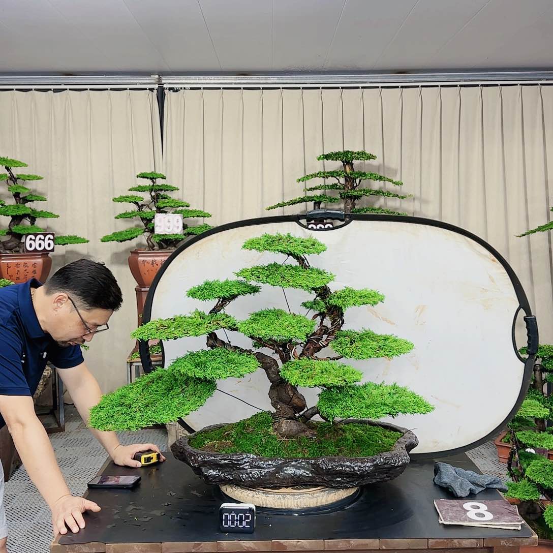 罗汉松等盆景罗汉松等盆景