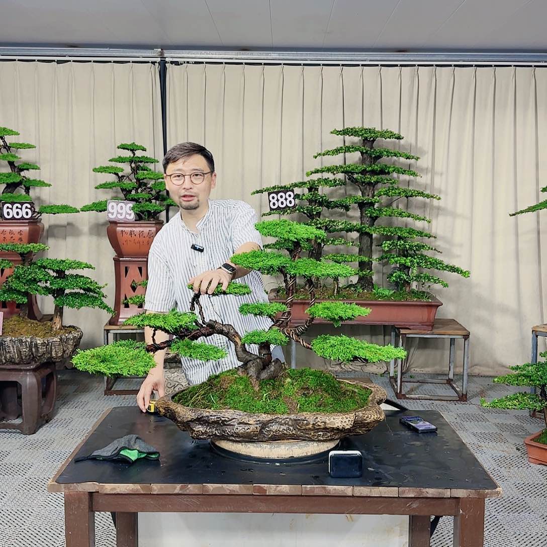 罗汉松等盆景罗汉松等盆景
