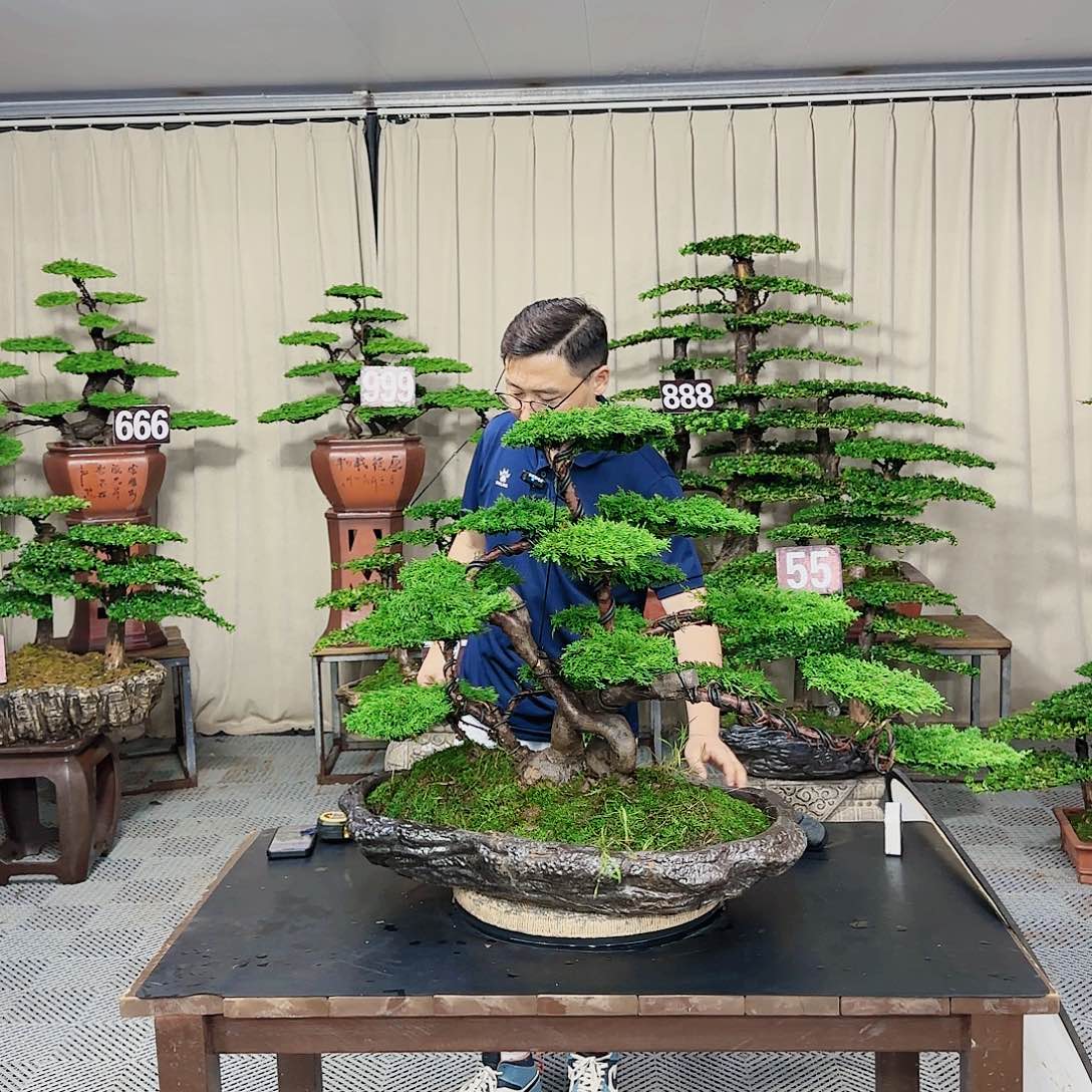 罗汉松等盆景罗汉松等盆景