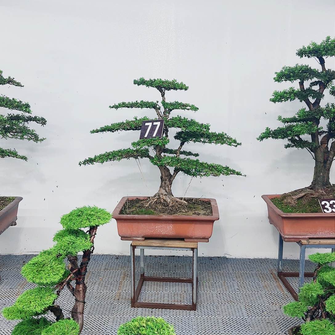 罗汉松等盆景罗汉松等盆景
