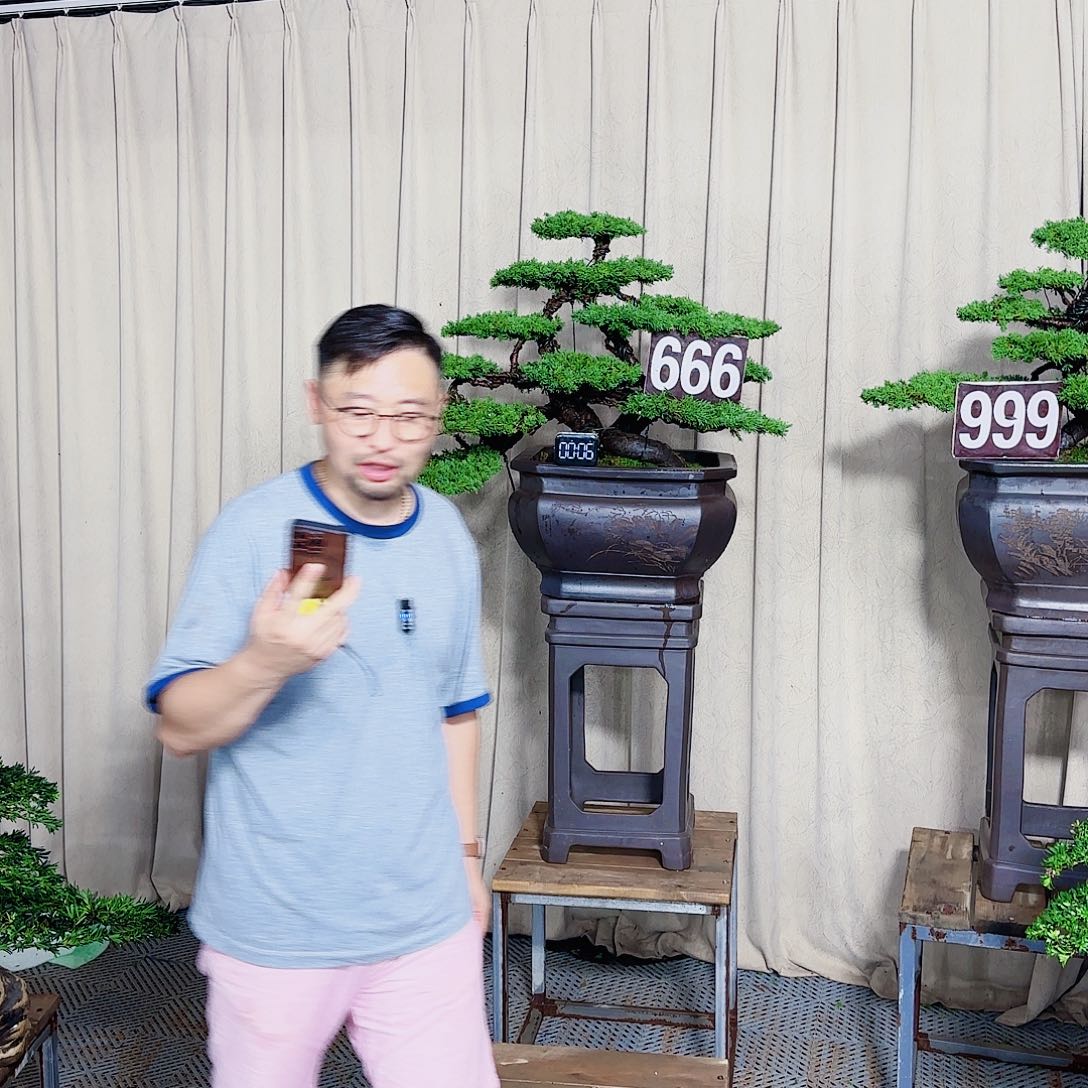 罗汉松等盆景罗汉松等盆景