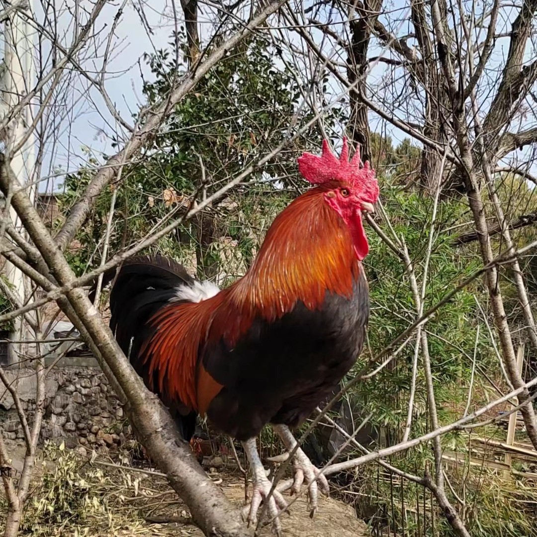 农家土鸡 包冰率40%及以上