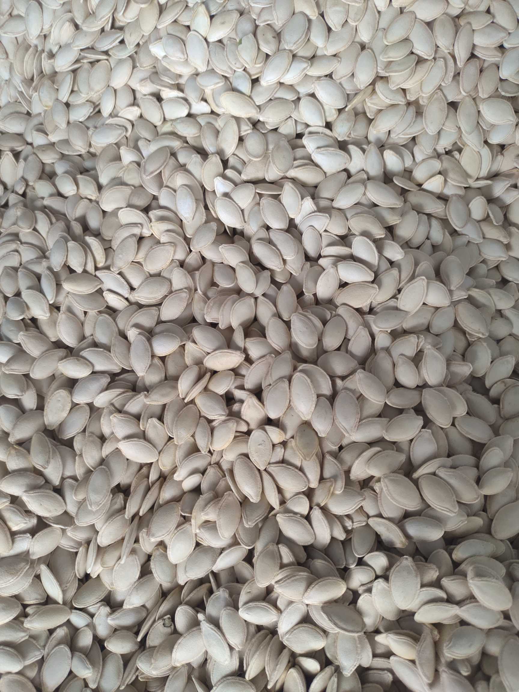 南瓜子窝瓜子生南瓜子250克2袋