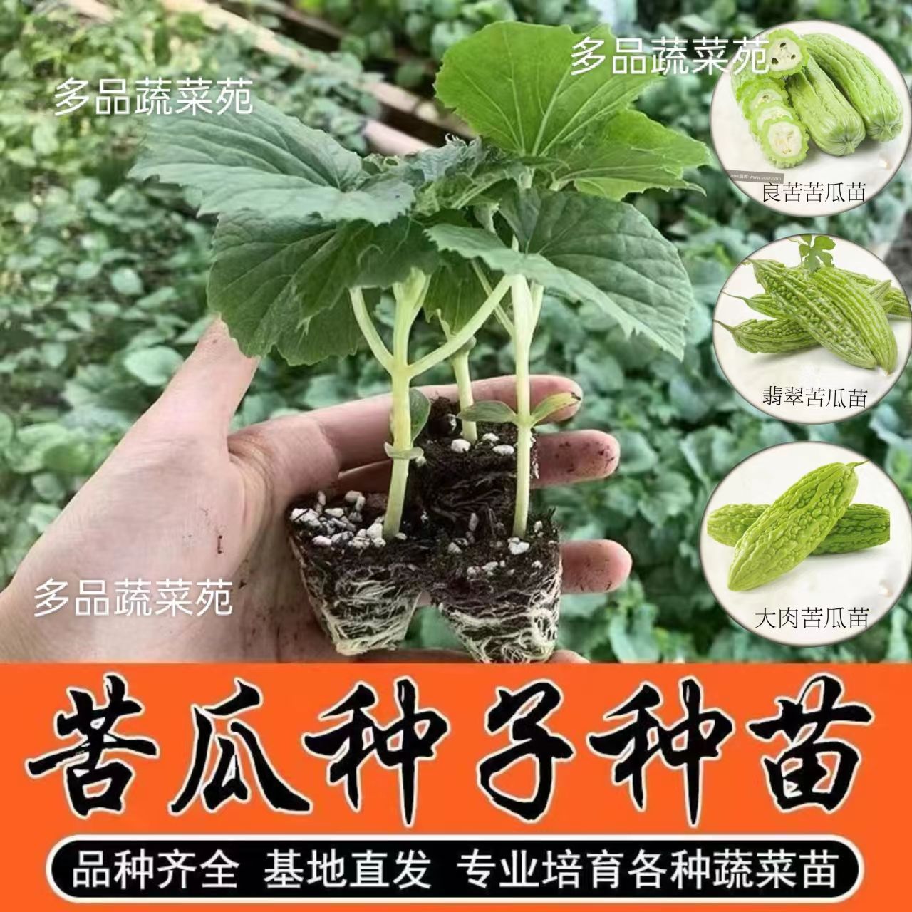 苦瓜苗蔬菜苗带土包活新鲜四季现摘现发阳台翠绿玉苦瓜大肉苦瓜