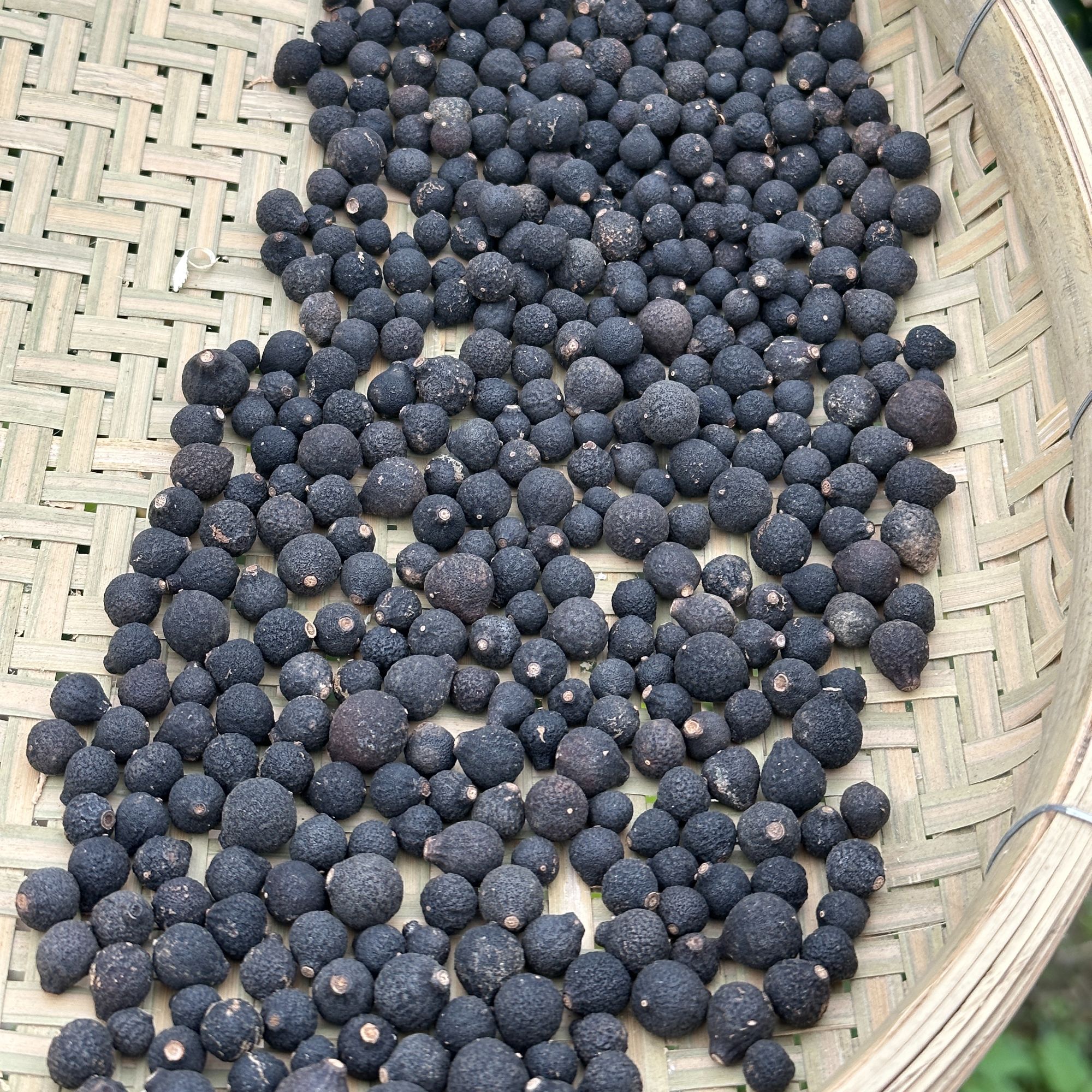 【圈枝小柑胎】2017年南坦小柑胎